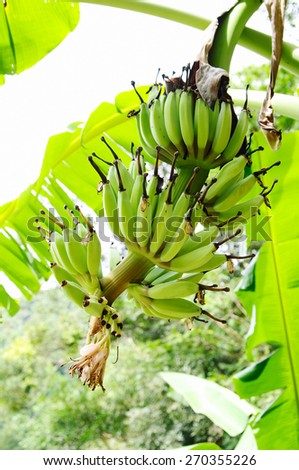 Stem of green bananas on banana tree.