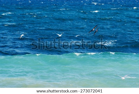 Nature background with sea  and gulls.