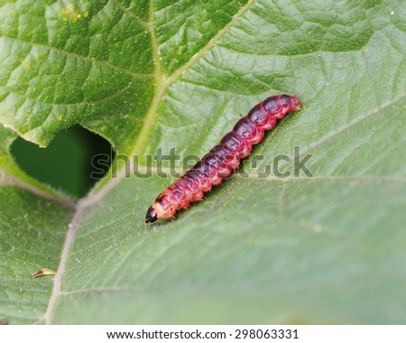Caterpillar of woodworm odorous ( willow woodworm, crushing-woodworm, lat. Cossus cossus)