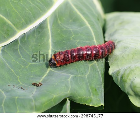 Red caterpillar of woodworm odorous ( willow woodworm, crushing-woodworm, lat. Cossus cossus) crawling on green leaf closeup