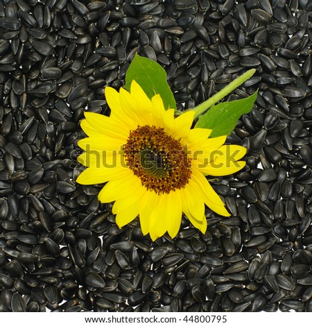 sunflower on black seeds