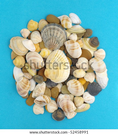 sea shells and stones collection on blue