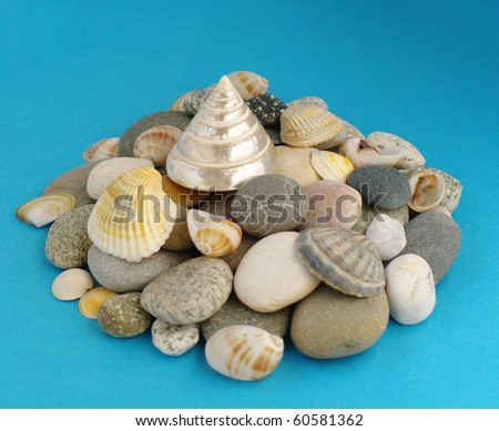 sea clamshells and stones collection on blue