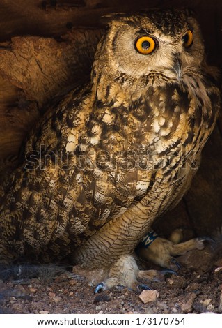 Eagle owl lookin intensely directly into the camera