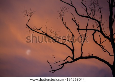 Silhouette of tree branches with moon in pink dusk colors.