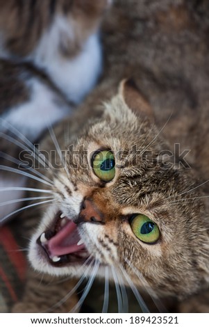 Ferocious domestic cat with open mouth.