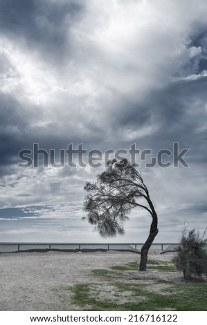 Coastal tree bent in strong wind, Mornington Peninsula, Australia.