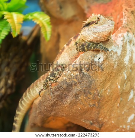 Eastern Water Dragon resting on a stone.
