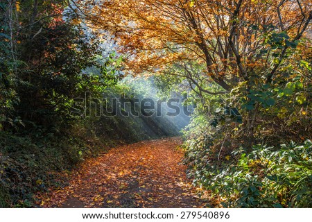 Beautiful sun rays falling on a golden empty footpath. Fall moody image