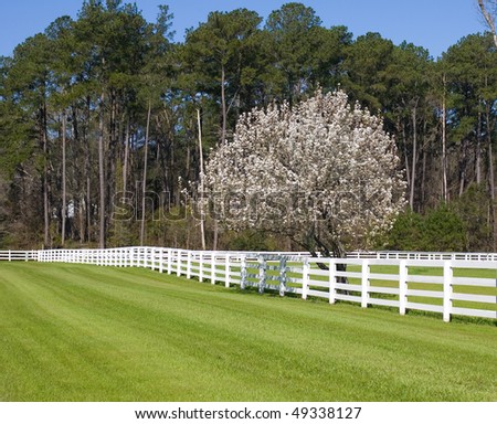 Blooming Bradford Pear tree growing along a white rail fence