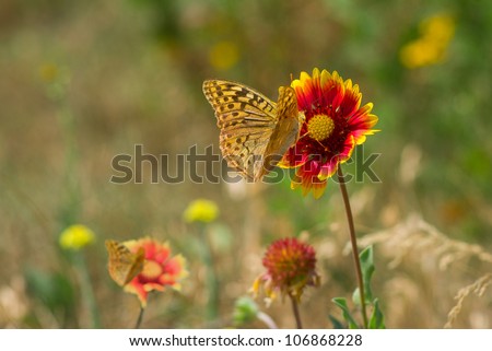 Summer wild field with feral Indian blanket flowers and butterflies.