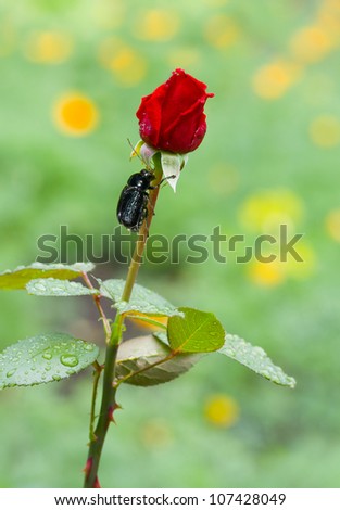 Beauty (rose) and the Beast(bug) - natural version.