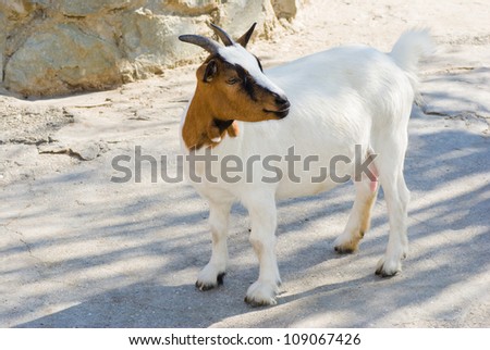 Female of dwarf goat.