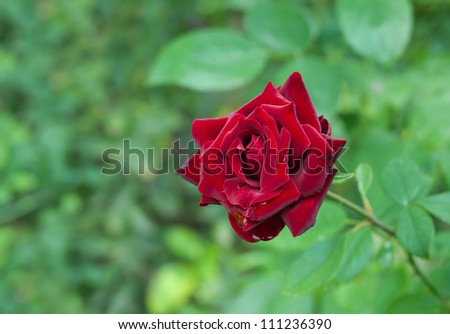 Red rose in the morning garden.