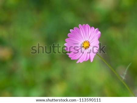 Cosmos flower welcomes you in its nature world.
