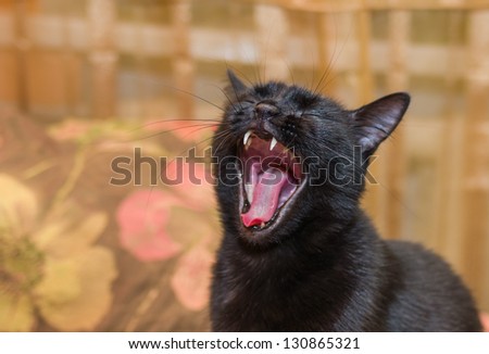 Portrait of yawning black cat with closed eyes.