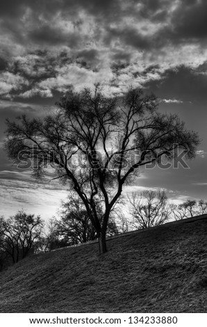 Lonely tree on a hill against cloudy sky - dramatic black and white version.