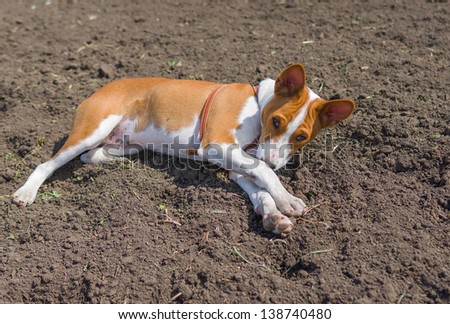 African Child Basenji is warming itself by lying on the soil under first spring sun.