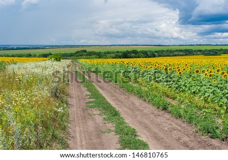 Central Ukrainian rural landscape at summer season.