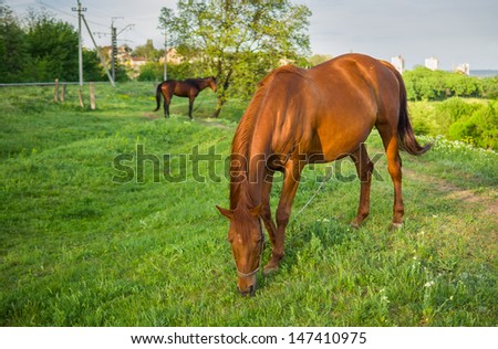 Horses grazing on a spring pasture at evening time.
