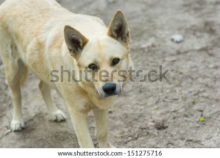 Portrait of cute street dog warning stranger about don\'t cross the line