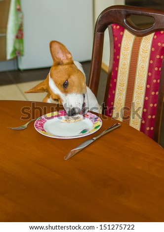 Dog steals food -  home work of bad-mannered pets.