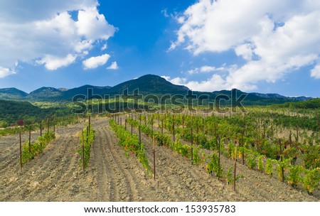 Mountains and vineyard - Crimean landscape near Gurzuf resort at fall season.