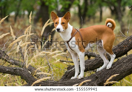 Basenji dog - troop leader on the tree branch looking into the distance