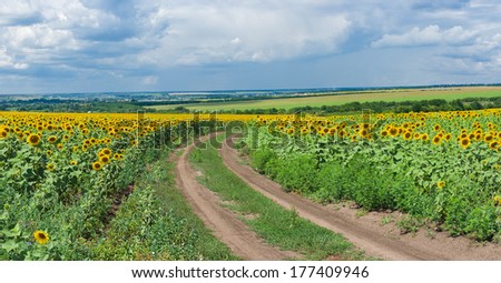 Central Ukrainian rural panoramic landscape at summer season
