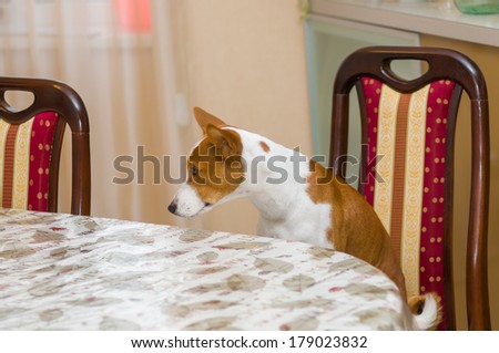 Dissatisfied basenji in angry mood for master is being so long with waiter service