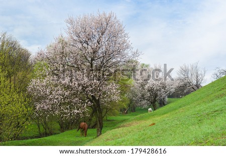 Ukrainian rural landscape in spring season