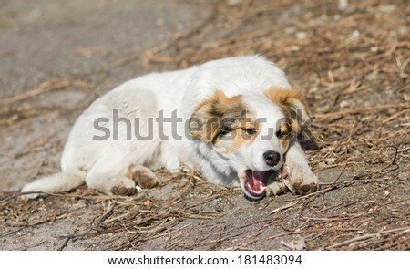 Cute mixed breed stray puppy gnawing bone for lunch