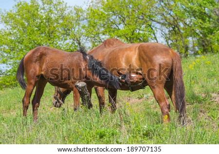 Outdoor feeding in horse\'s family