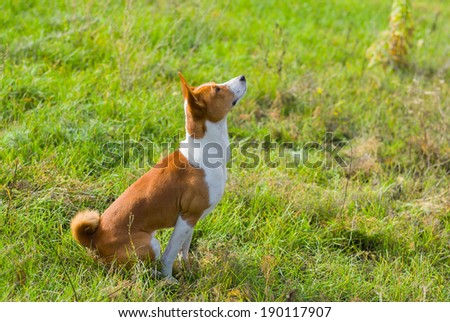 Cute Basenji dog is looking up on the sky