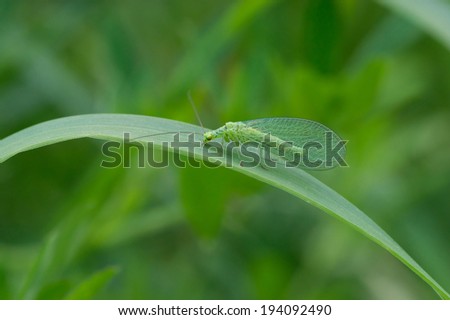 Green alien insect (Green Lacewing) with transparent wings in green world