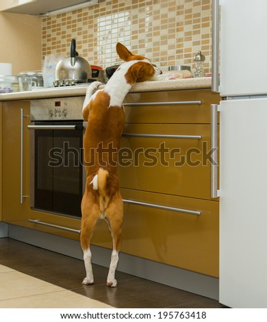 Hungry  basenji dog having a look at kitchen bar and delighting beings home alone
