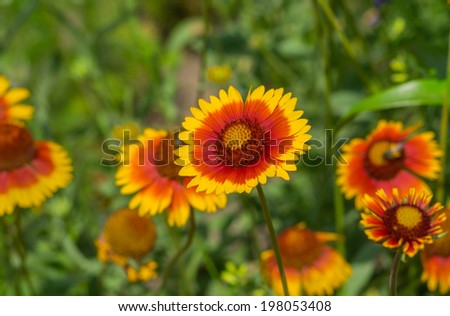 Feral Indian blanket flower in a summer garden