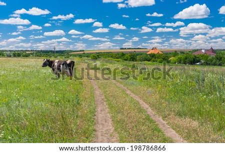 Classic central Ukrainian rural landscape at summer season