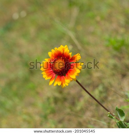 Indian blanket flower in wild field