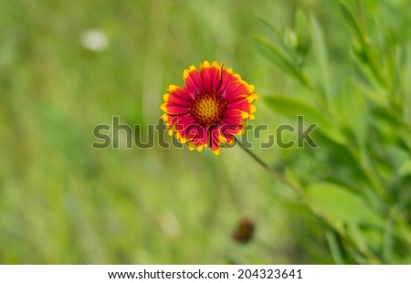 Lonely Indian blanket flower in a summer wild field