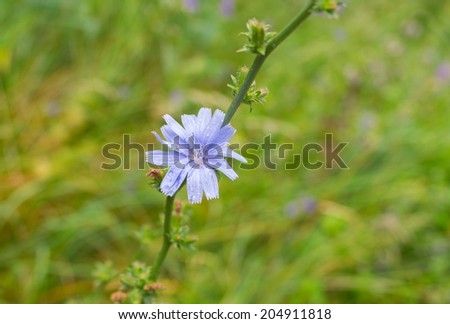Chicory perennial herbaceous plant in time of blossoming