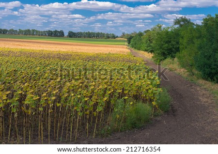 Ukrainian agricultural landscape at the end of summer season