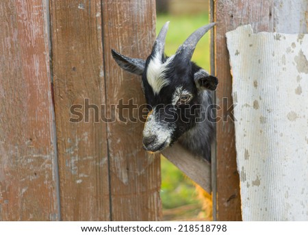 Cute goat is wondering - what are you doing here