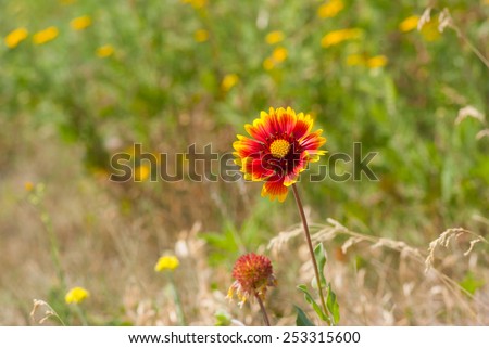Feral Indian blanket flower in wild field