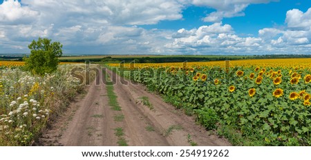 Panoramic Ukrainian rural landscape at summer season