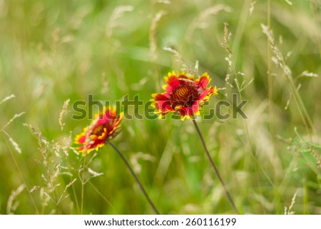 Beautiful feral Indian blanket flowers in a summer wild field