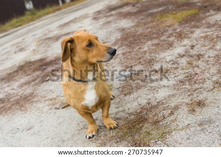 Outdoor portrait of cute cross-breed short-legged dog