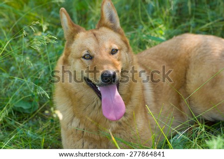 Positive portrait of cute mixed breed dog having rest in the shadow