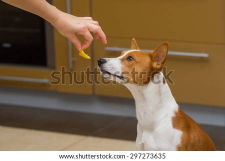 Cute basenji dog thinks about eat or not to eat lemon, this strange human food