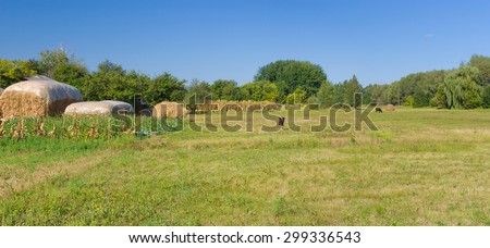 Classic Ukrainian rural landscape at summer season